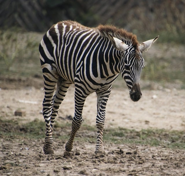 Free download animal mammal species fauna zebra free picture to be edited with GIMP free online image editor