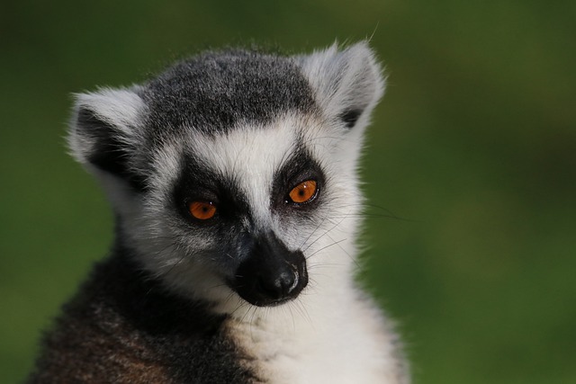 Free download animal mammals primates lemur free picture to be edited with GIMP free online image editor