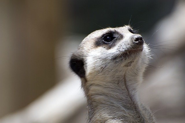 Free download Animal Meerkat Mammal -  free photo or picture to be edited with GIMP online image editor