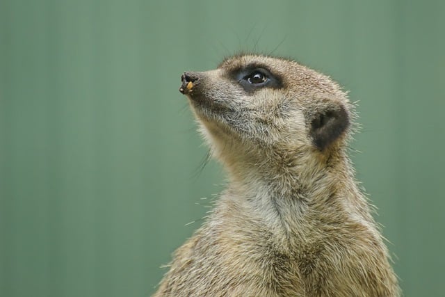 Free download animal meerkat mammal fauna free picture to be edited with GIMP free online image editor