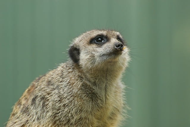 Free download animal meerkat mammal species free picture to be edited with GIMP free online image editor