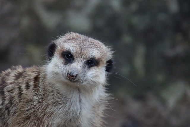 Free download animal meerkat mammal zoo species free picture to be edited with GIMP free online image editor