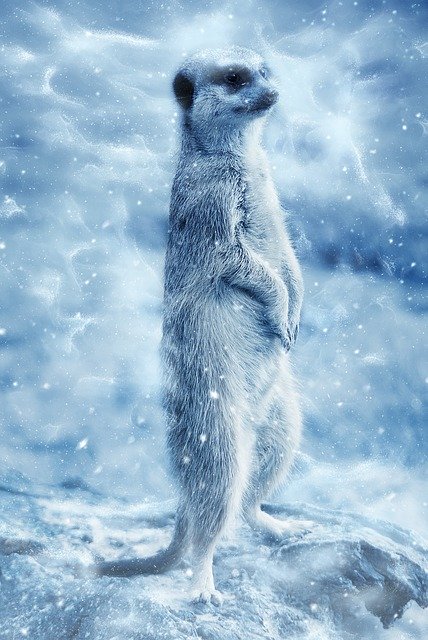 Free download Animal Meerkat Snow -  free illustration to be edited with GIMP free online image editor