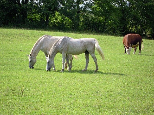 Free download Animal Mold Pasture -  free photo or picture to be edited with GIMP online image editor