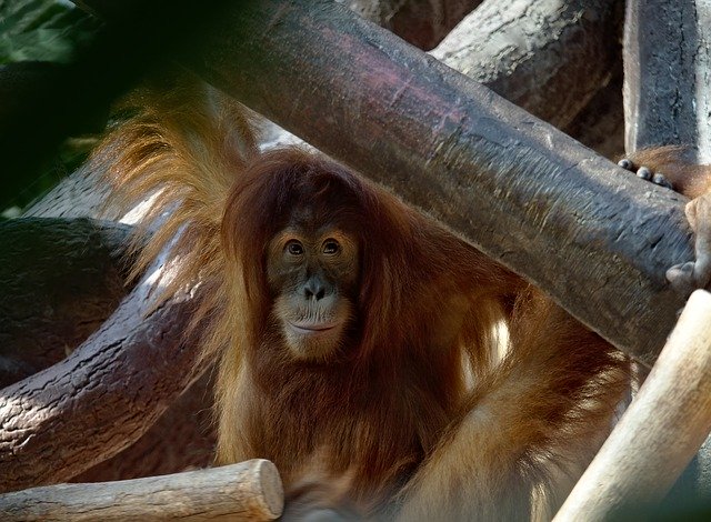 Free download Animal Monkey Orangutan The -  free photo or picture to be edited with GIMP online image editor