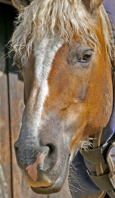 Скачать бесплатно Animal Mount Horse Old - бесплатное фото или изображение для редактирования с помощью онлайн-редактора изображений GIMP