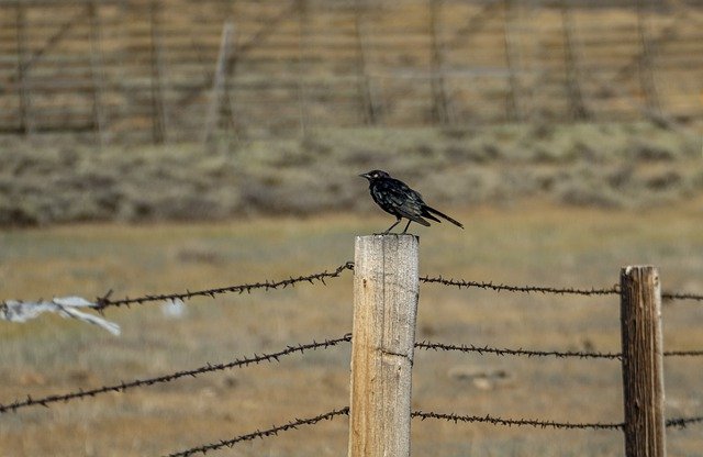 Free download animal nature bird feathers fence free picture to be edited with GIMP free online image editor