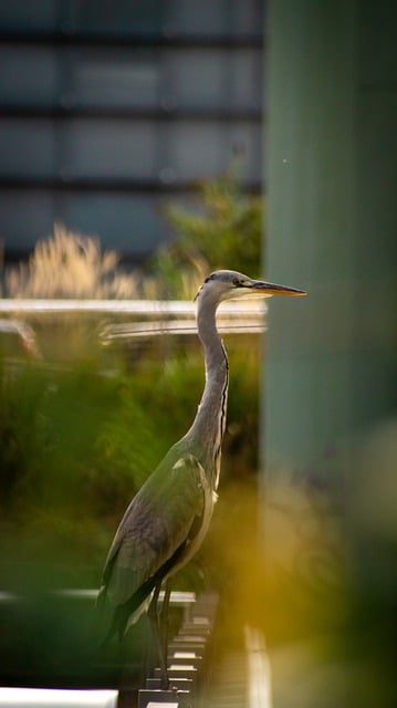 Free download animal nature bird fish heron free picture to be edited with GIMP free online image editor