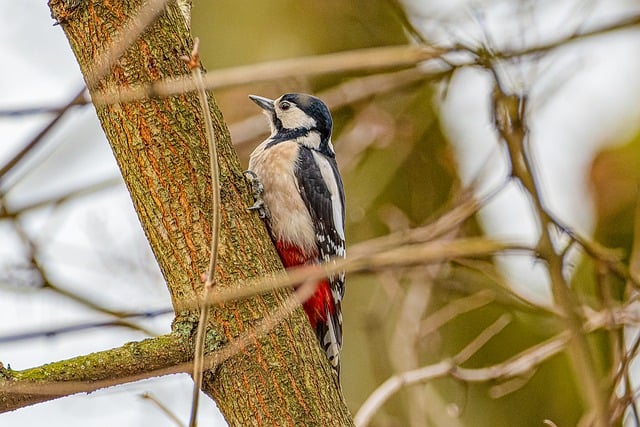 Descarga gratuita animal naturaleza pájaro pájaro carpintero imagen gratis para editar con el editor de imágenes en línea gratuito GIMP