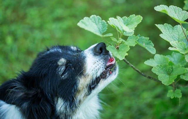 Free download Animal Pet Dog Herding -  free photo or picture to be edited with GIMP online image editor