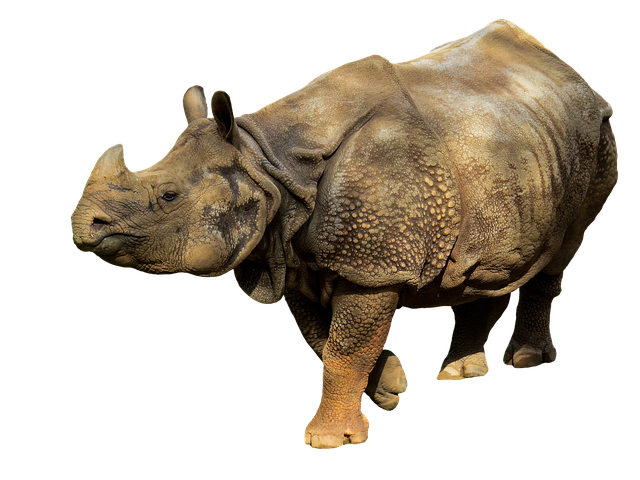 Free download animal photography rhino africa free picture to be edited with GIMP free online image editor