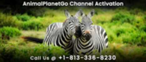 Free download Animal Planet Go Channel Activation free photo or picture to be edited with GIMP online image editor