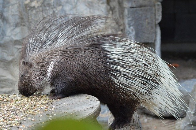 Free download Animal Porcupine Zoo -  free photo or picture to be edited with GIMP online image editor