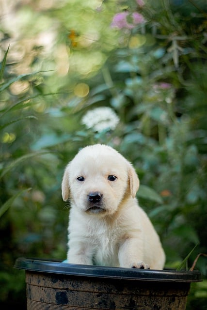 Free download animal puppy golden retriever free picture to be edited with GIMP free online image editor