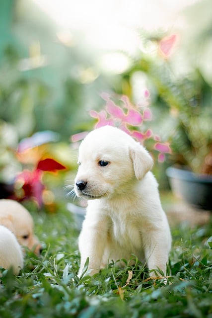 Free download animal puppy pet canine dog free picture to be edited with GIMP free online image editor