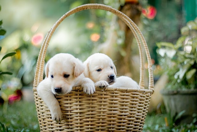 Free download animal puppy pet canine dogs free picture to be edited with GIMP free online image editor