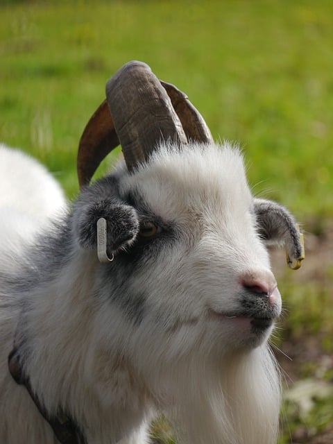 Free download animal pygmy goat mammal horn free picture to be edited with GIMP free online image editor