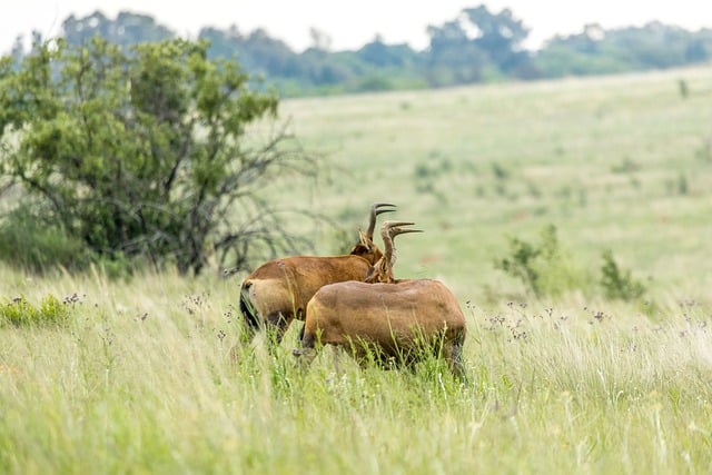 Free download animal red hartbeest mammal species free picture to be edited with GIMP free online image editor