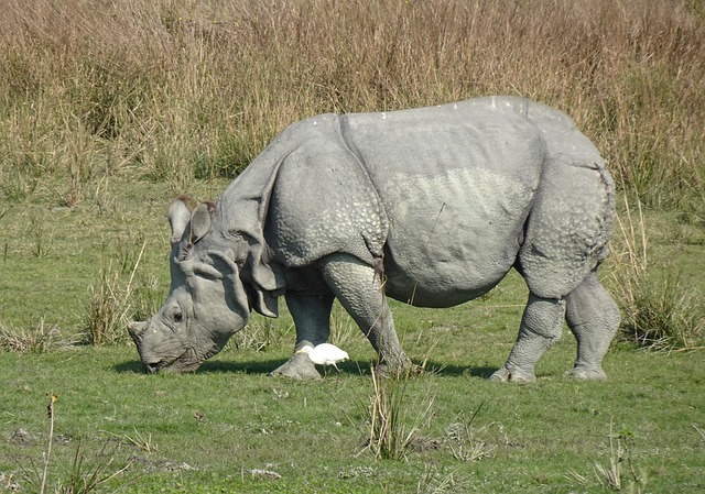 Free download animal rhinoceros free picture to be edited with GIMP free online image editor