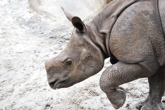 Free download animal rhinoceros zoo rhino free picture to be edited with GIMP free online image editor