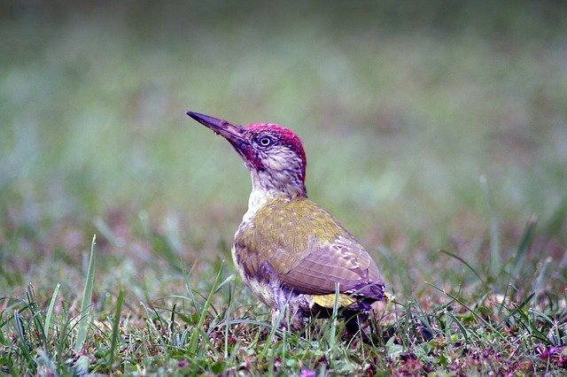 Free download Animals Bird Green Woodpecker -  free photo or picture to be edited with GIMP online image editor