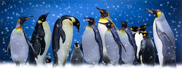 Free download animals birds penguins arctic free picture to be edited with GIMP free online image editor