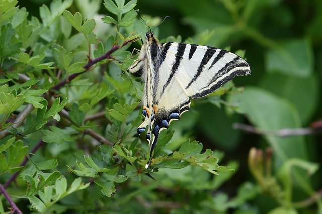 Free download Animals Butterfly Fauna -  free photo or picture to be edited with GIMP online image editor