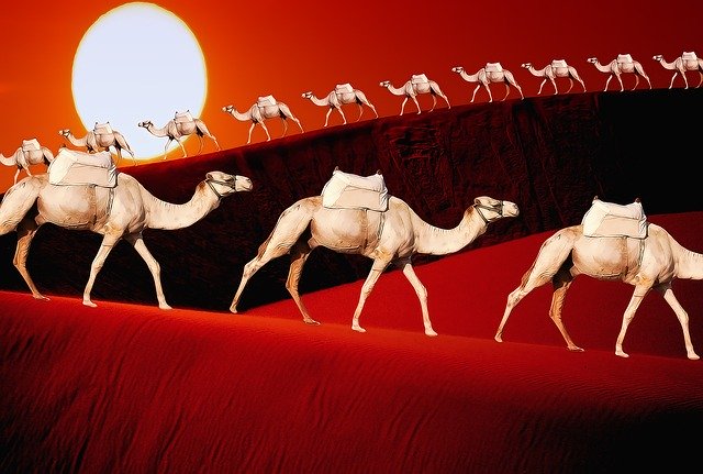 Free download Animals Camels Dromedary -  free illustration to be edited with GIMP free online image editor