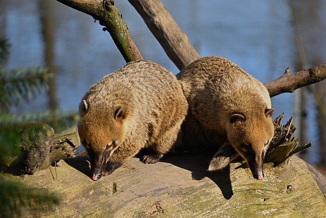 Free download animals coati nature mammal free picture to be edited with GIMP free online image editor