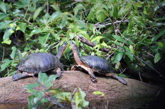 Free download Animals Costa Rica Tortuguero -  free photo or picture to be edited with GIMP online image editor