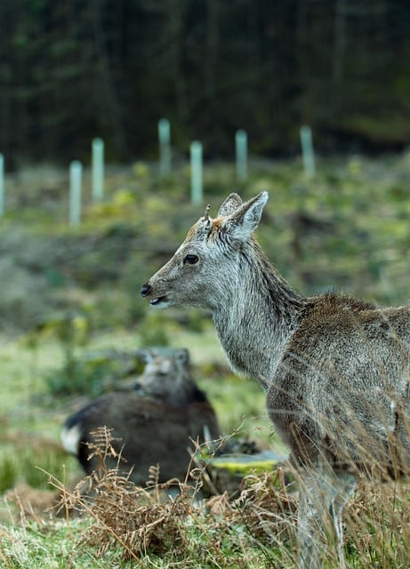 Free download animals deer mammal species fauna free picture to be edited with GIMP free online image editor