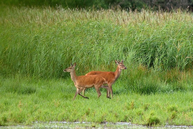 Free download animals deer mammals species fauna free picture to be edited with GIMP free online image editor