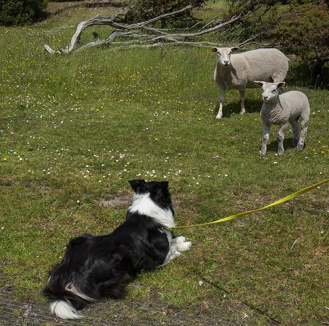 Free download Animals Dog Sheep Herding -  free photo or picture to be edited with GIMP online image editor