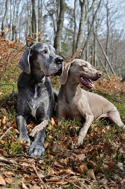 Free download animals dogs portrait weimaraner free picture to be edited with GIMP free online image editor