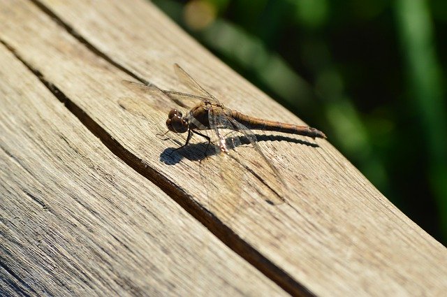 Free download Animals Dragonfly Insects -  free photo or picture to be edited with GIMP online image editor