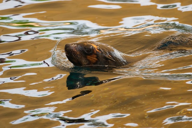 Free download animal sea lion mammal wildlife free picture to be edited with GIMP free online image editor