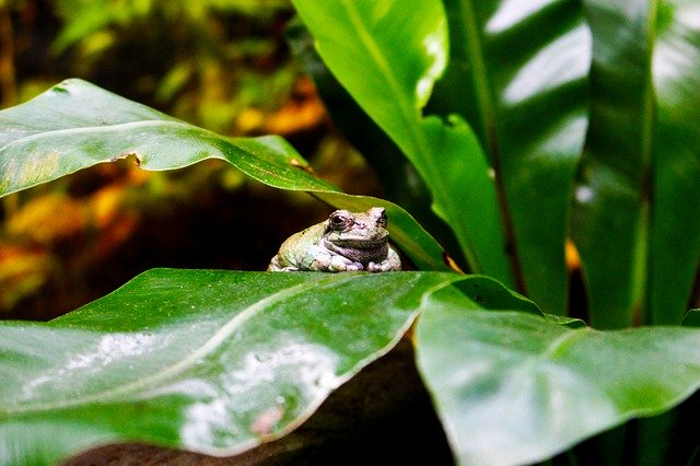 Free download Animals Frog Toad -  free photo or picture to be edited with GIMP online image editor