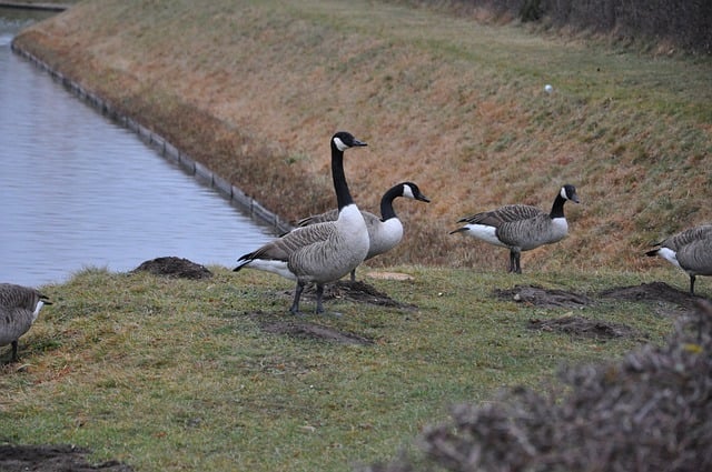 Free download animals geese lake nature wildlife free picture to be edited with GIMP free online image editor