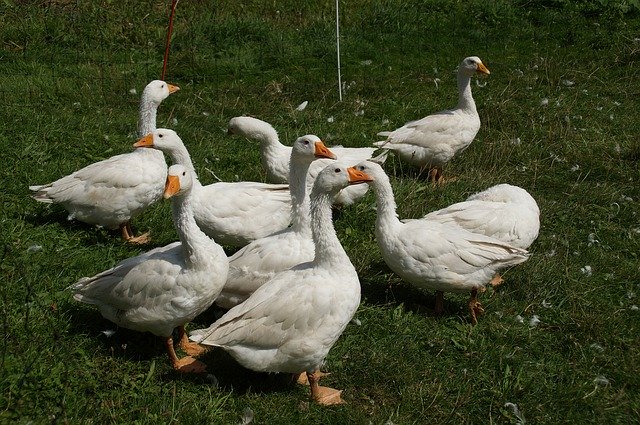 ดาวน์โหลด Animals Geese Nature ฟรี - ภาพถ่ายหรือภาพฟรีที่จะแก้ไขด้วยโปรแกรมแก้ไขรูปภาพออนไลน์ GIMP