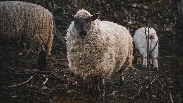 Free download animal sheep mammal wool species free picture to be edited with GIMP free online image editor