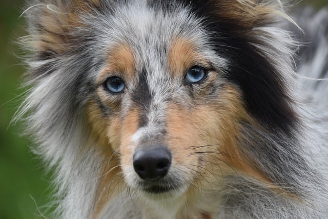 Free download animal shetland sheepdog dog pet free picture to be edited with GIMP free online image editor