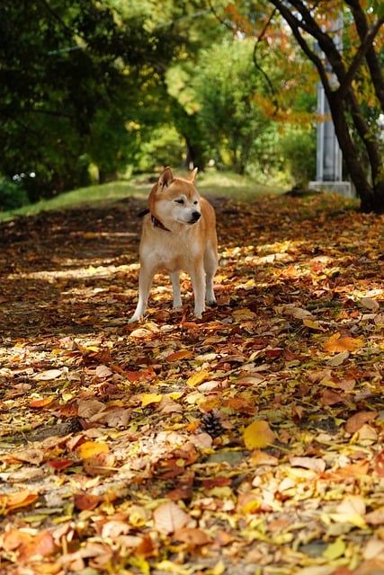 Free download animal shiba fall dog pet forest free picture to be edited with GIMP free online image editor