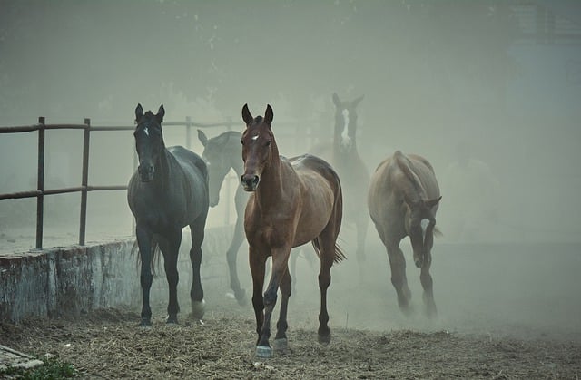 Free download animals horses mammals equine free picture to be edited with GIMP free online image editor