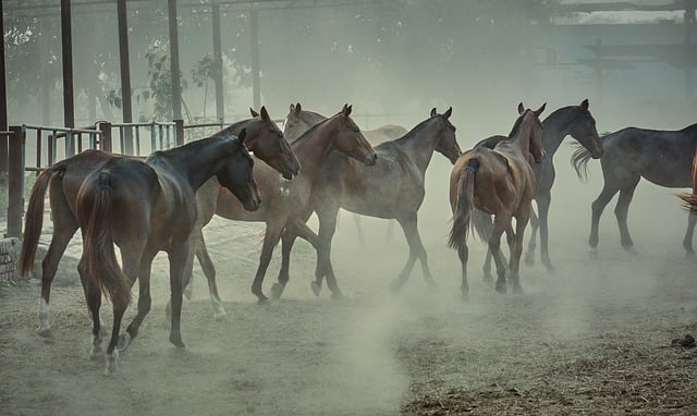 Free download animals horses stable equine free picture to be edited with GIMP free online image editor