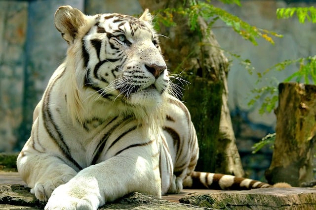 Free download animal siberian tiger mammal free picture to be edited with GIMP free online image editor