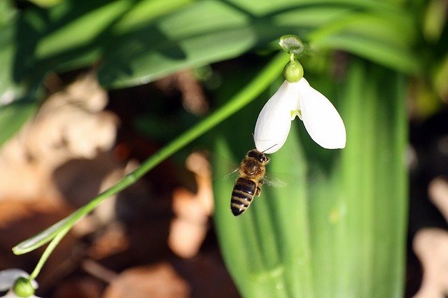 Free download animals insects bees pollination free picture to be edited with GIMP free online image editor