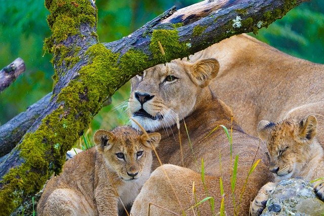 Free download animals lion mammals species fauna free picture to be edited with GIMP free online image editor