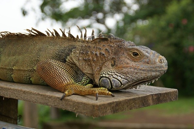 Free download Animals Lizard Iguana -  free photo or picture to be edited with GIMP online image editor