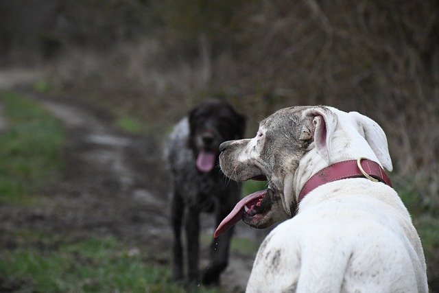 Free download animals outdoors dogs hiking free picture to be edited with GIMP free online image editor