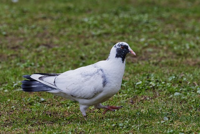 Free download animals pigeon grass beauty free picture to be edited with GIMP free online image editor